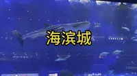 顺风车旅行 成都双流区的海滨城，头回见商场里面的国家4A级景区
