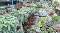 斗南花卉市场-多肉篇