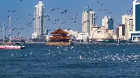 2023青岛栈桥海鸥，不要太美！