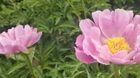 【闲逛哈尔滨】黑龙江省森林植物园(一)