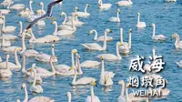 漫步中国的“天鹅村” | 威海 荣成 烟墩角 天鹅湖 | 云散步 云旅行 步行POV | 漫游中国 4K60