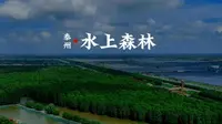 江苏最大的人工生态林 李中水上森林公园