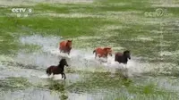《航拍中国》精选：纳帕海湖面变化特征