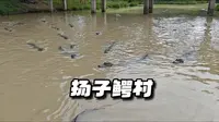 中国扬子鳄村，简单逛逛，好多好多的鳄鱼！