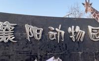 打卡Vlog-襄阳公园/襄阳动物园     一起来看“白眼狼”啊
