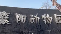 打卡Vlog-襄阳公园/襄阳动物园     一起来看“白眼狼”啊