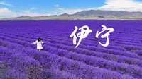 世界最大的薰衣草花田！不在普罗旺斯，在新疆伊犁【4K】