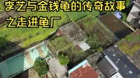 李艺带大家走进第一期龟场，八大元老发祥地，世界最大金钱龟繁殖基地从27平米的小天台起步，过往的点点滴滴令人回味无穷...