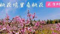 桃花坞里看桃花，淮安3月底至4月中旬最热门出游目的地