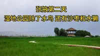 张掖第二天 张掖国家湿地公园 除了水鸟，还有沙枣和水獭