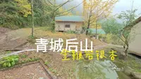 青城山金鞭岩银杏
