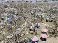 兰州什川古梨园梨花盛开游人如织