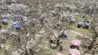 兰州什川古梨园梨花盛开游人如织
