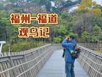 用过观鸟来感受福州-福道