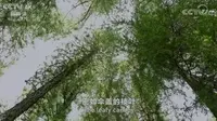 走进阿尔泰山，带你看看什么是泰加林（针叶林）