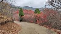 济南红叶谷