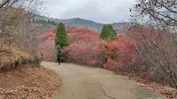 济南红叶谷