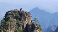 黄山猴子观海