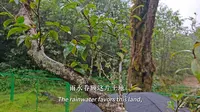临沧茶尊天下3