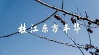 |VLOG|枝江东方年华之行