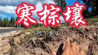 地理老师的摩旅日记75:泰加林下方的寒棕壤（阿尔泰山）