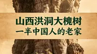 山西洪洞大槐树：为什么被叫半个中国人的老家？