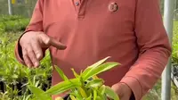 龙陵石斛花卉节