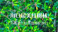 一个被严重低估的海口周末旅行目的地，东寨港红树林游记分享