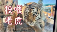 东北虎林园Vlog#近距离投喂老虎，东北金渐层就是可爱！！哈尔滨必打卡，强烈推荐！