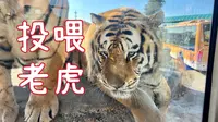 东北虎林园Vlog#近距离投喂老虎，东北金渐层就是可爱！！哈尔滨必打卡，强烈推荐！