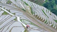 六月的广西龙胜平安村龙脊梯田