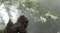 一身非我物同春-峨眉息心所珙桐