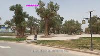 在新疆塔里木胡杨林公园门口逛一逛，然后沿沙漠公路去往轮台县