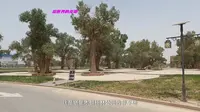 在新疆塔里木胡杨林公园门口逛一逛，然后沿沙漠公路去往轮台县