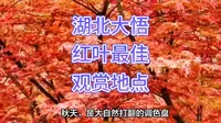 湖北大悟，红叶仙境等你来！最佳观赏地点大揭秘