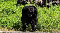 哈尔滨北方森林动物园黑猩猩老黑