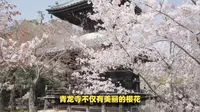 西安人去青龙寺看樱花虽然门票免费，每天限流2万人记得提前预约