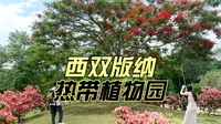 中科院热带植物园，是西双版纳唯一的5A景区，奇花异草，风光无限