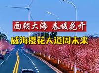 这个周末樱花浪漫，威海经区海悦路樱花大道