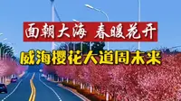 这个周末樱花浪漫，威海经区海悦路樱花大道