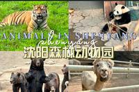 沈阳必去-沈阳森林动物园