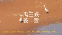 五一刘家峡-青海省海东市民和回族土族自治县中川乡禹王峡苍鹭