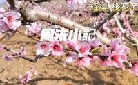 山东潍坊安丘市辉渠镇桃花节