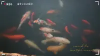 苏州——盘门景区“胖胖”小鱼