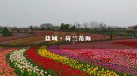 国内也能感受荷兰风情的大丰荷兰花海景区