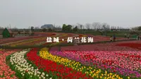 国内也能感受荷兰风情的大丰荷兰花海景区