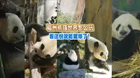 福州熊猫世界怎么玩？看这份攻略就够了！