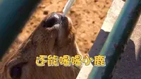 【探店】从人民公园搬迁15年的淄博动物园，你来过吗？