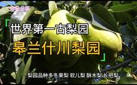 世界第一古梨园-皋兰什川梨园