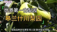 世界第一古梨园-皋兰什川梨园